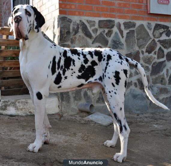 regalo castigo servilleta Dogo Alemán - Raza de Perro - Planeta Perro