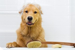 ¿Cómo debo bañar a mi perro?