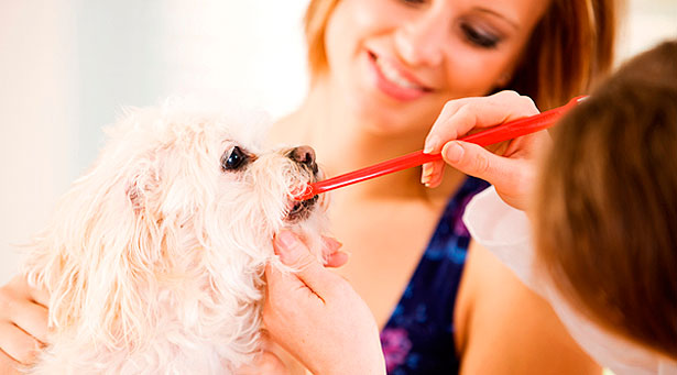 enfermedades dentales en los perros