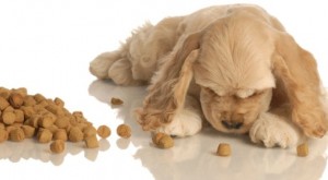 Control de peso en los perros 