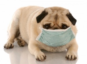Alergias alimentarias en los perros