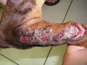 Dermatitis Atopica Canina