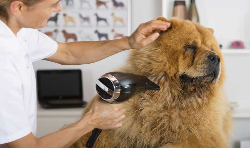 peluquería para perros 