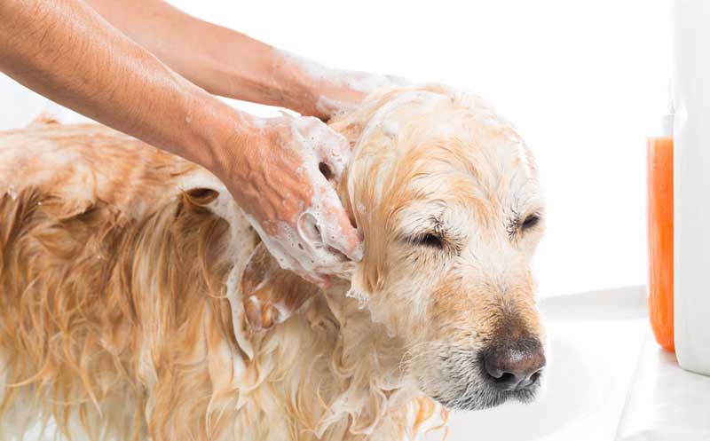 mitos sobre bañar a tu perro