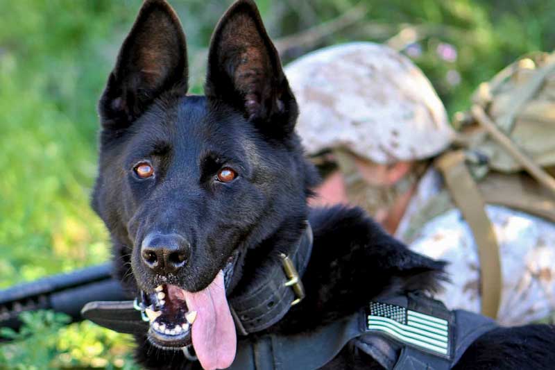 Perros de trabajo militar