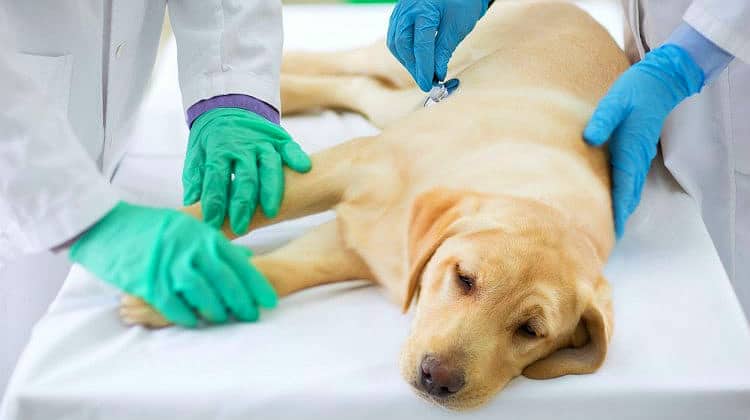 ¿Cómo prevenir enfermedades mortales en los perros?