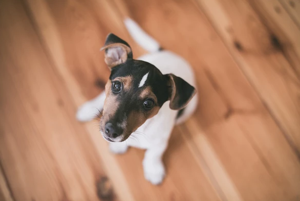 tips para preparar tu hogar para tu primer cachorro