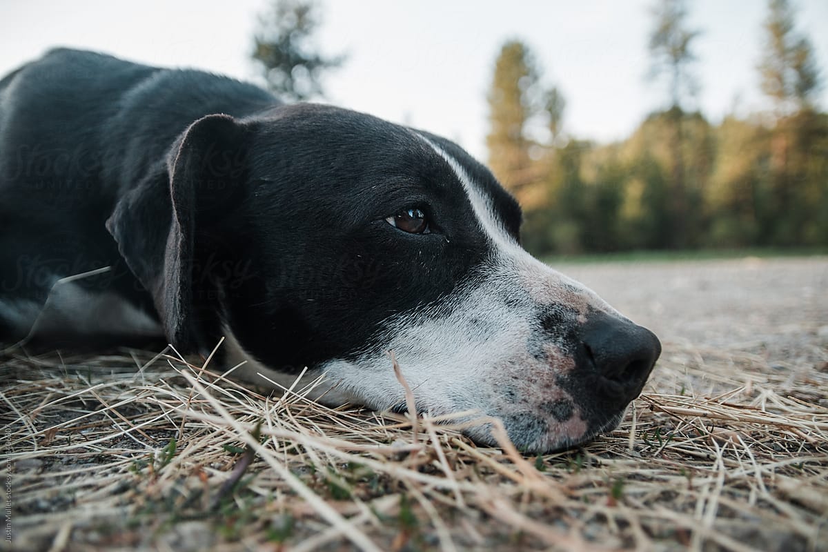 Perros con anemia: alimentación, cuidados, tratamientos