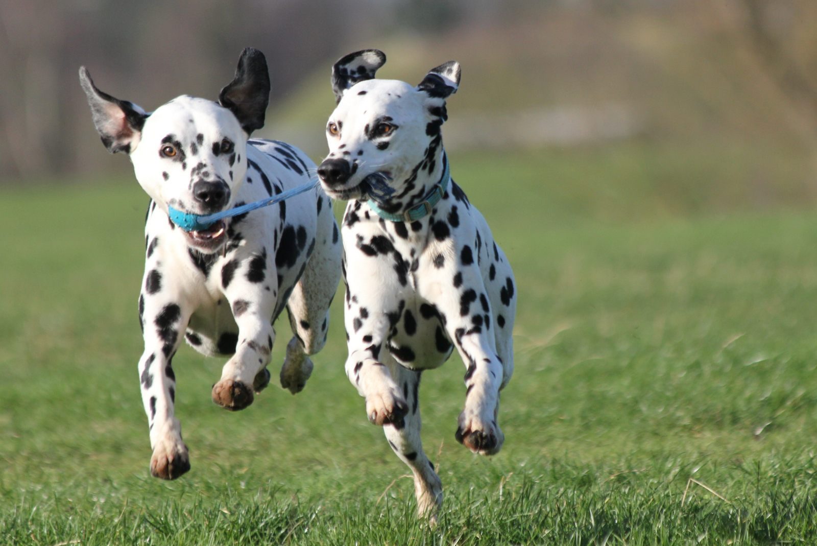 6 razas de perros hiperactivas