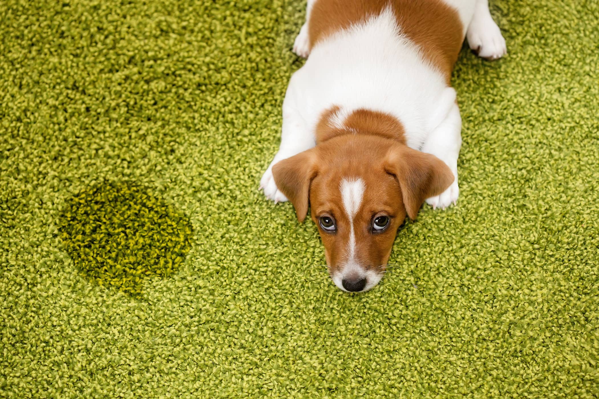 causas y tratamiento incontinencia urinaria en los perros