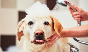 ¿Por qué es importante bañar a tu perro?