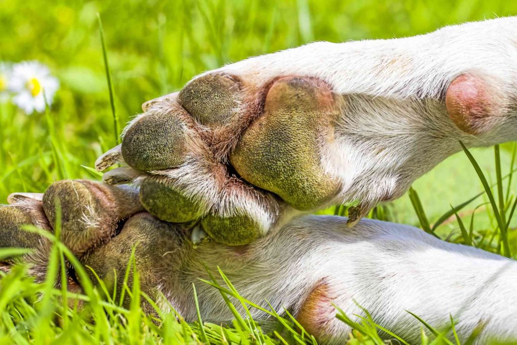 ¿Cómo curar las almohadillas de los perros?