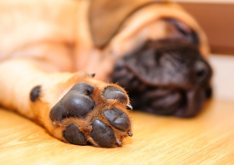 ¿Cómo curar las almohadillas de los perros?