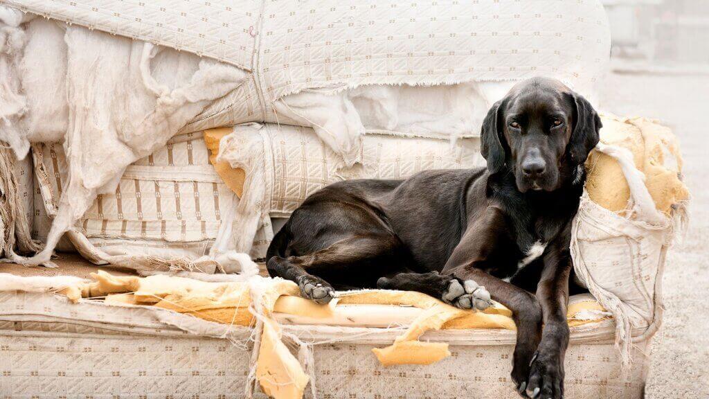 Proteger el sofá del perro
