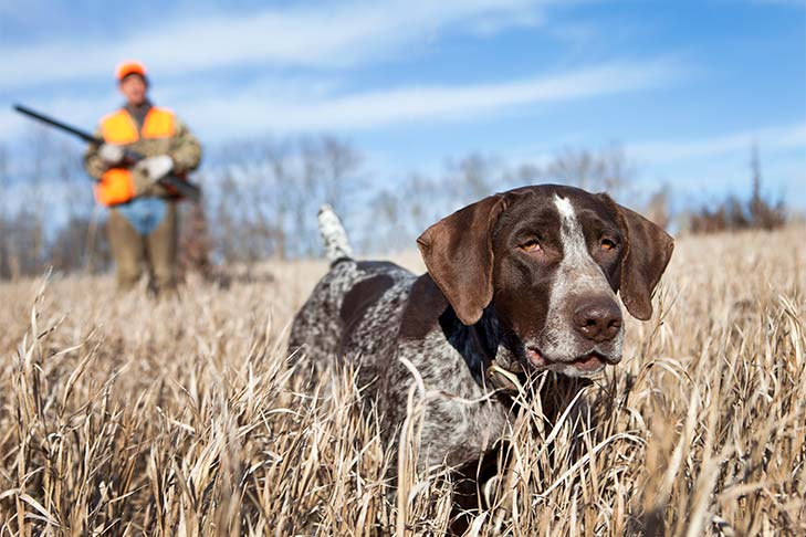 Mejores razas de perros de caza