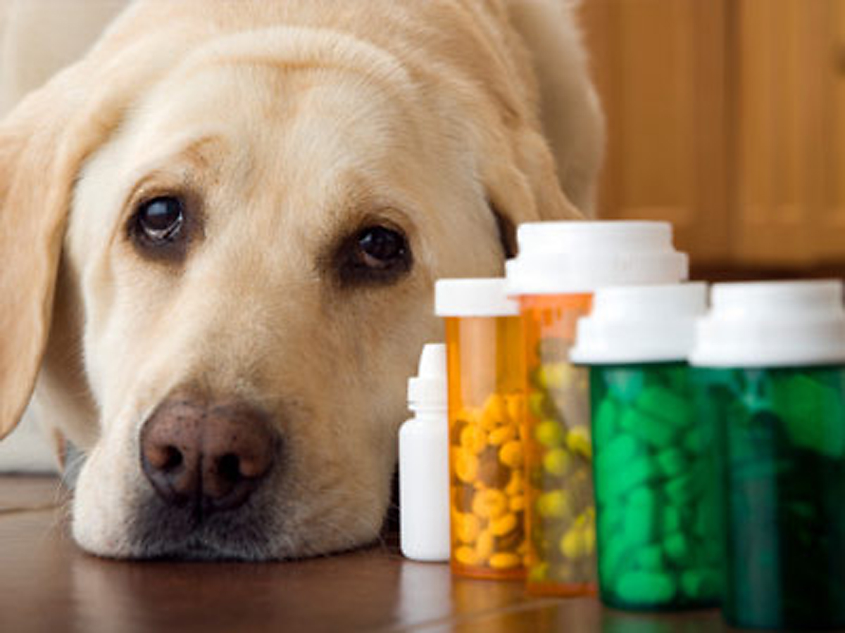 ¿Es bueno darle analgésicos a los perros?