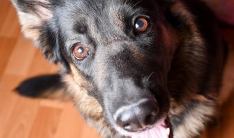 ¿Los perros tienen un sexto sentido?