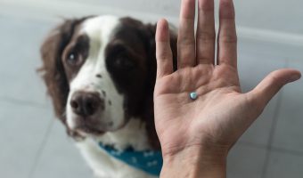 Los analgésicos en los perros