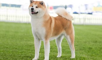 Características de la raza de perros Akita
