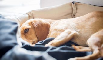 ¿Cuáles son las razas de perros que más se enferman?