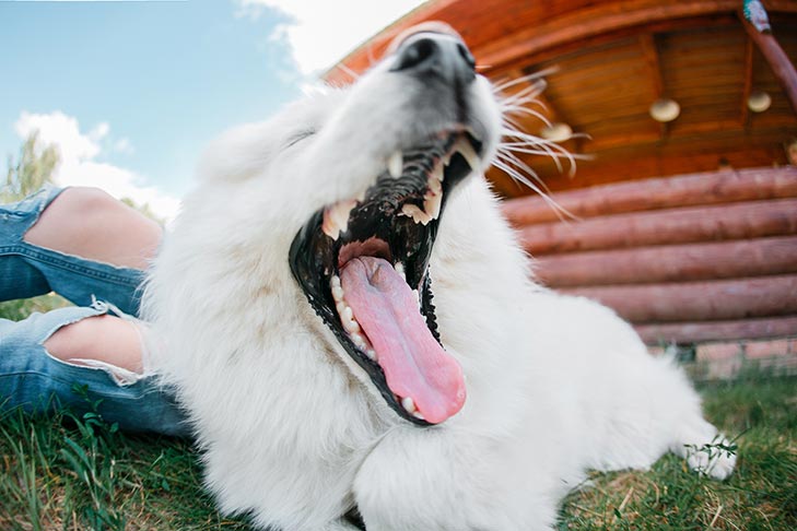 ¿Cómo cuidar la salud dental de tu perro?