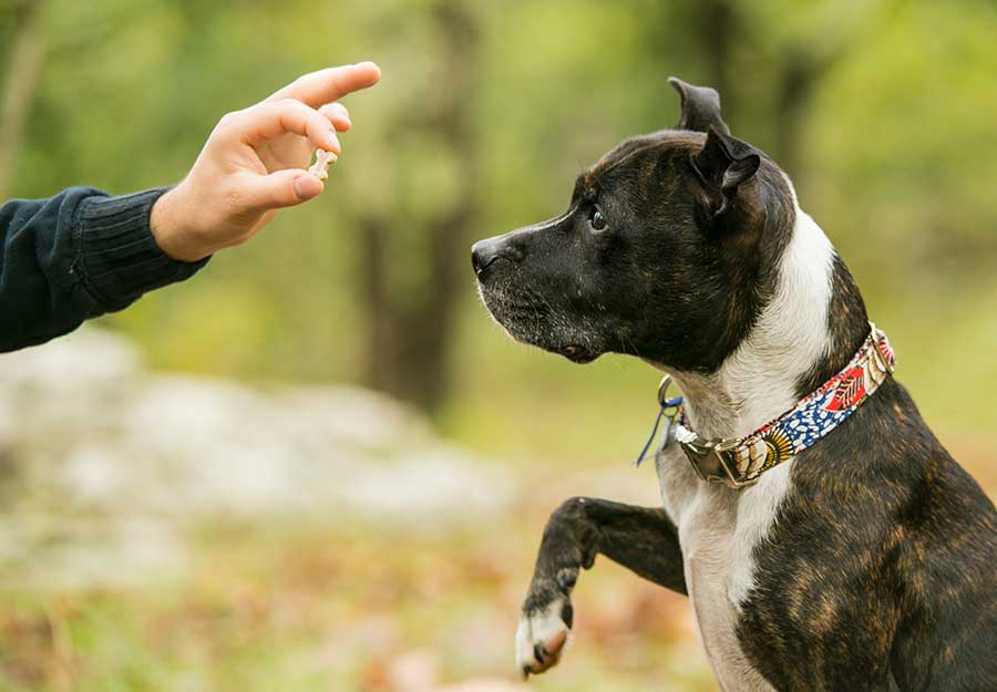 Consejos para entrenar a tu perro para que realice trucos
