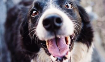 ¿Cómo cuidar la salud dental de tu perro?