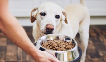 Consejos para elegir la alimentación adecuada para tu perro
