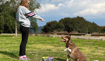 ¿Cómo entrenar a tu perro para realizar trucos divertidos?