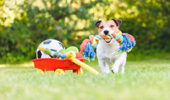10 juguetes para mantener a tu perro entretenido