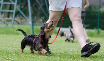 Adiestramiento de perros y su importancia